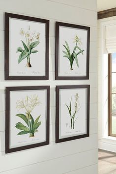 four framed botanical prints hanging on the wall in a room with wood flooring and white walls