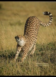 a cheetah running through the grass towards the camera