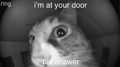 a black and white photo of a cat with the caption i'm at your door pls answer