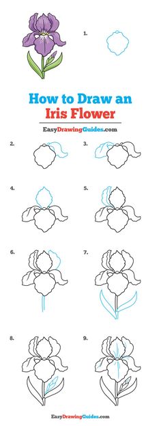 how to draw an iris flower with easy step by step instructions for kids and adults