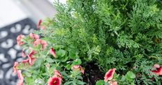 red and pink flowers are growing in a potted planter with green leaves on the outside