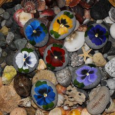 an image of flowers on rocks with the caption happy rock's favorite wildflowers diffrent