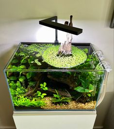 an aquarium filled with plants and rocks on top of a white table next to a wall