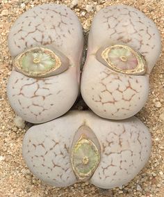 four white and brown flowers on sand with gravel in the foreground, top view