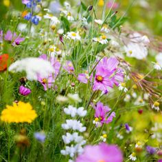 wildflowers and daisies are growing in the field