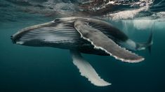 a humpback whale swimming in the ocean