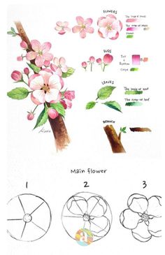 Sketches Flowers, Draw An Apple, Flower Drawing Easy, Easy Sketches, Draw Flowers, Flowers Easy, Watercolor Flowers Tutorial, Apple Blossoms