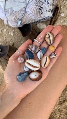 a person holding some shells in their hand