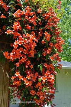 orange flowers growing on the side of a house