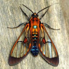 an orange and black insect sitting on top of a piece of wood