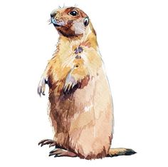 a watercolor painting of a groundhog standing on its hind legs and looking up