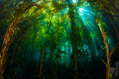 sunlight shining through the branches of trees in a forest filled with green plants and leaves