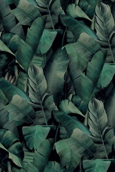 a bunch of green leaves that are next to each other on a wallpaper background