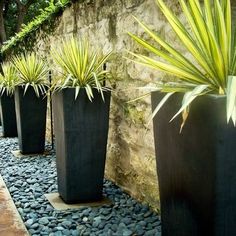 there are many plants in black pots on the side of this wall and gravel is next to it