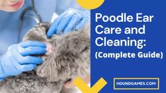 a woman in blue gloves is grooming a cat's fur with the words poodle ear care and cleaning complete guide