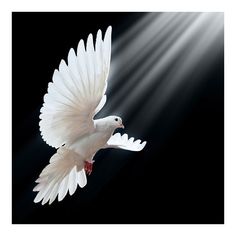 a white bird is flying in the air with its wings spread out and light coming from behind it