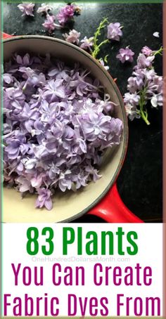 purple flowers in a pot with text overlay that reads, 8 plants you can create fabric dyes from