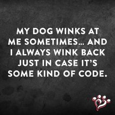 a black and white photo with the words, my dog winks at me sometimes and i always win back just in case it's some kind of code