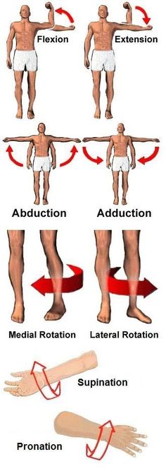 an image of different types of muscles and their functions in the body, including tendors