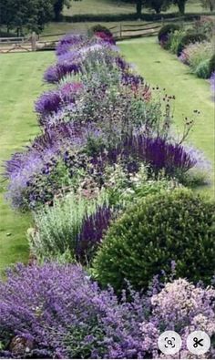 the garden is full of purple flowers and green grass