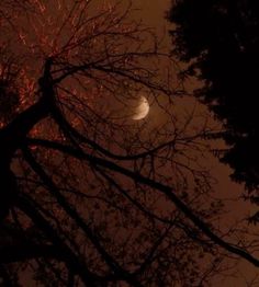 the moon is seen through some trees at night