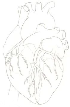 a drawing of the human heart