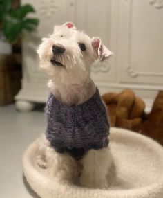 a small white dog wearing a purple sweater