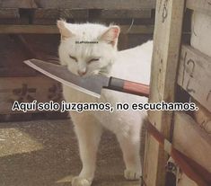 a white cat holding a large knife in its mouth with the caption, agul so juzgans, no escuchamos