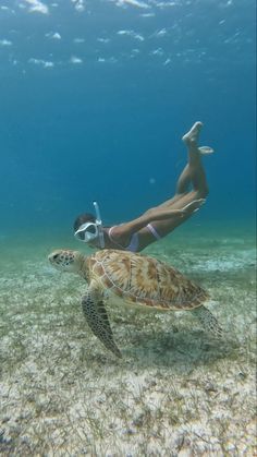 Ocean Swim Aesthetic, Snorkelling Pics, Snorkeling In Hawaii, Snorkeling Pictures Aesthetic, Snorkel Aesthetic, Snorkeling Aesthetic, Island Life Aesthetic, Swimming With Fish, Diving Aesthetic