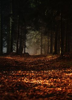 a forest with lots of leaves on the ground and trees in the background at night