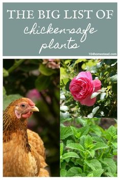 the big list of chickens and plants