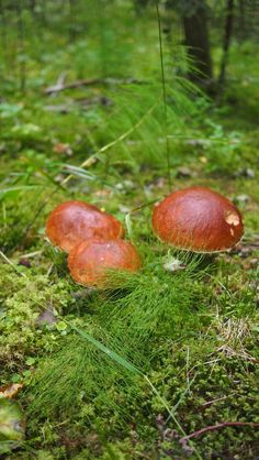 two red mushrooms sitting on top of a moss covered forest floor next to trees and bushes