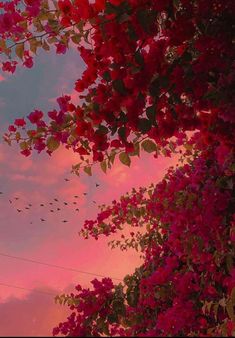 birds flying in the sky with pink flowers