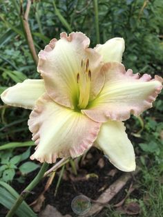 a close up of a flower in a field