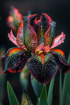 a close up of a flower with water droplets on it