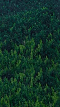 an airplane flying over a forest filled with lots of green trees on top of it