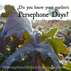 frost covered plants with the words do you know your garden's perspphone days?