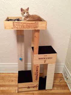 a cat is sitting on top of a wooden platform with the word monopoly written on it