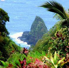 an ocean view from the top of a hill with trees and bushes around it,