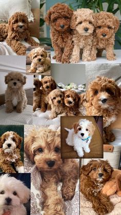 many different pictures of small dogs sitting together