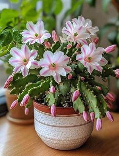 a potted plant with pink and white flowers