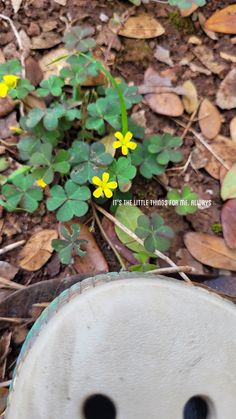 small yellow flowers growing out of the ground