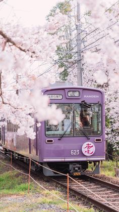 a purple train traveling down tracks next to trees with white flowers on it's branches