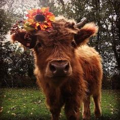 a brown cow standing on top of a lush green field covered in leaves and sunflowers