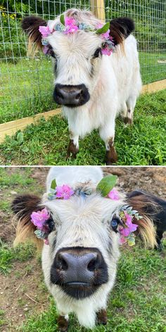 two pictures of a cow with flowers in their hair