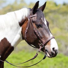 a brown and white horse wearing a bridle