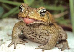 a frog with its tongue out sitting on the ground