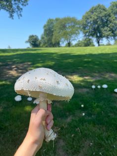 a hand is holding a mushroom in the grass