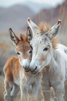 two baby donkeys standing next to each other in the grass with mountains in the background