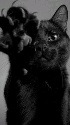 a black cat is reaching up to grab something out of its mouth with it's paws